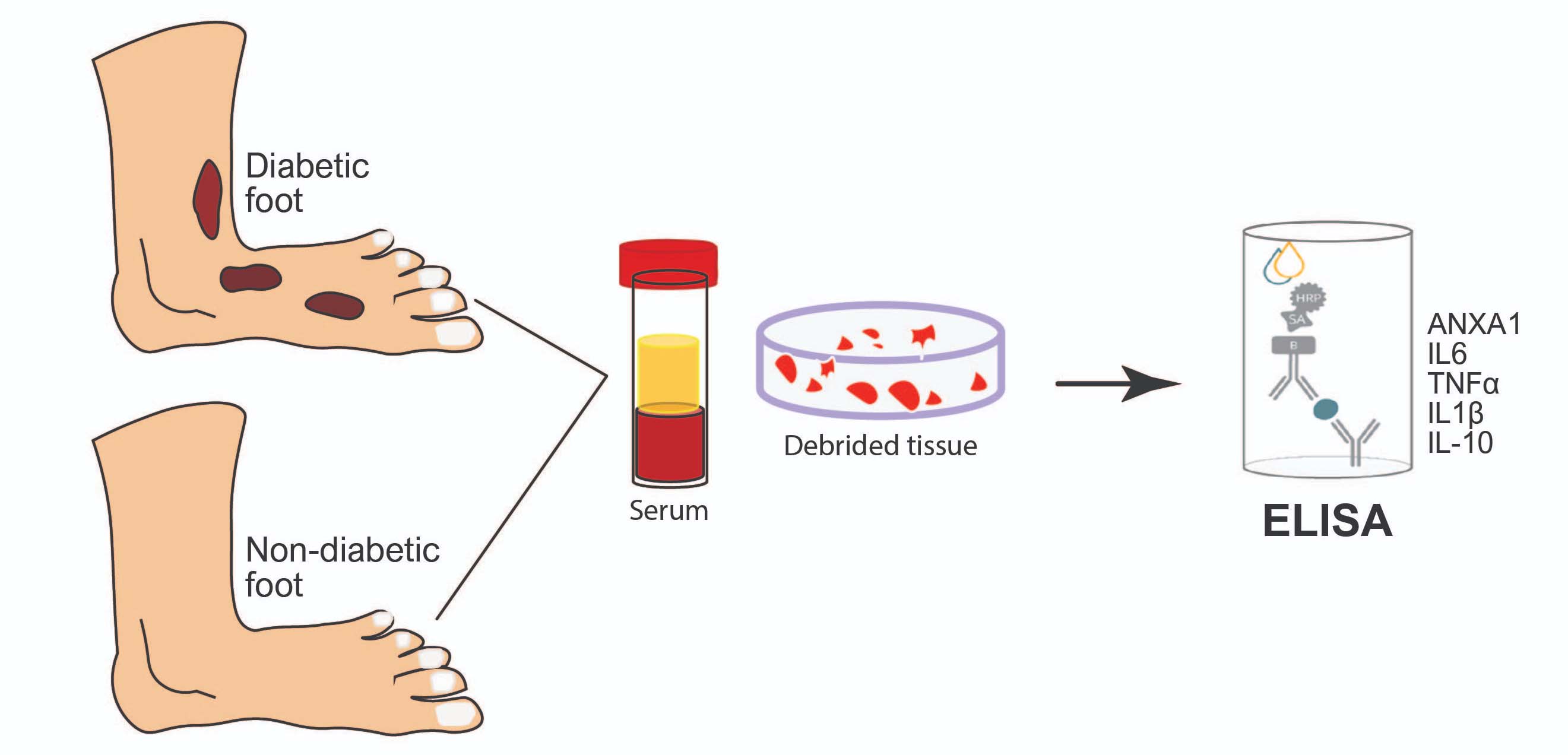 Graphical Abstract